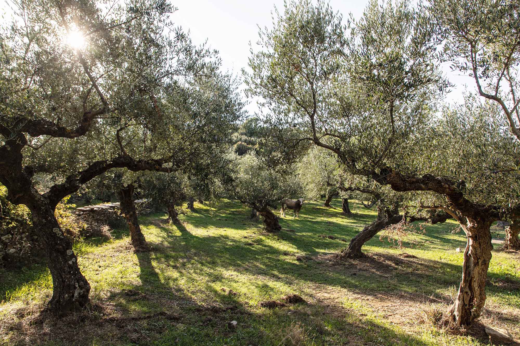Messenia